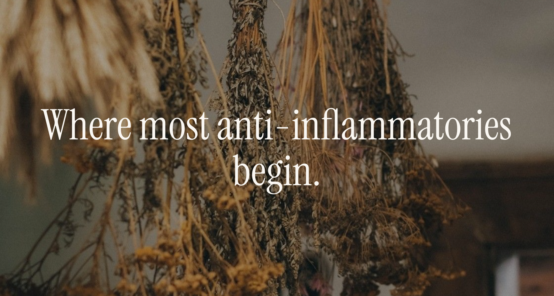 Hanging bundles of dried herbs in soft warm light, overlay "Where most anti-inflammatories begin." — COX pathway pillar.