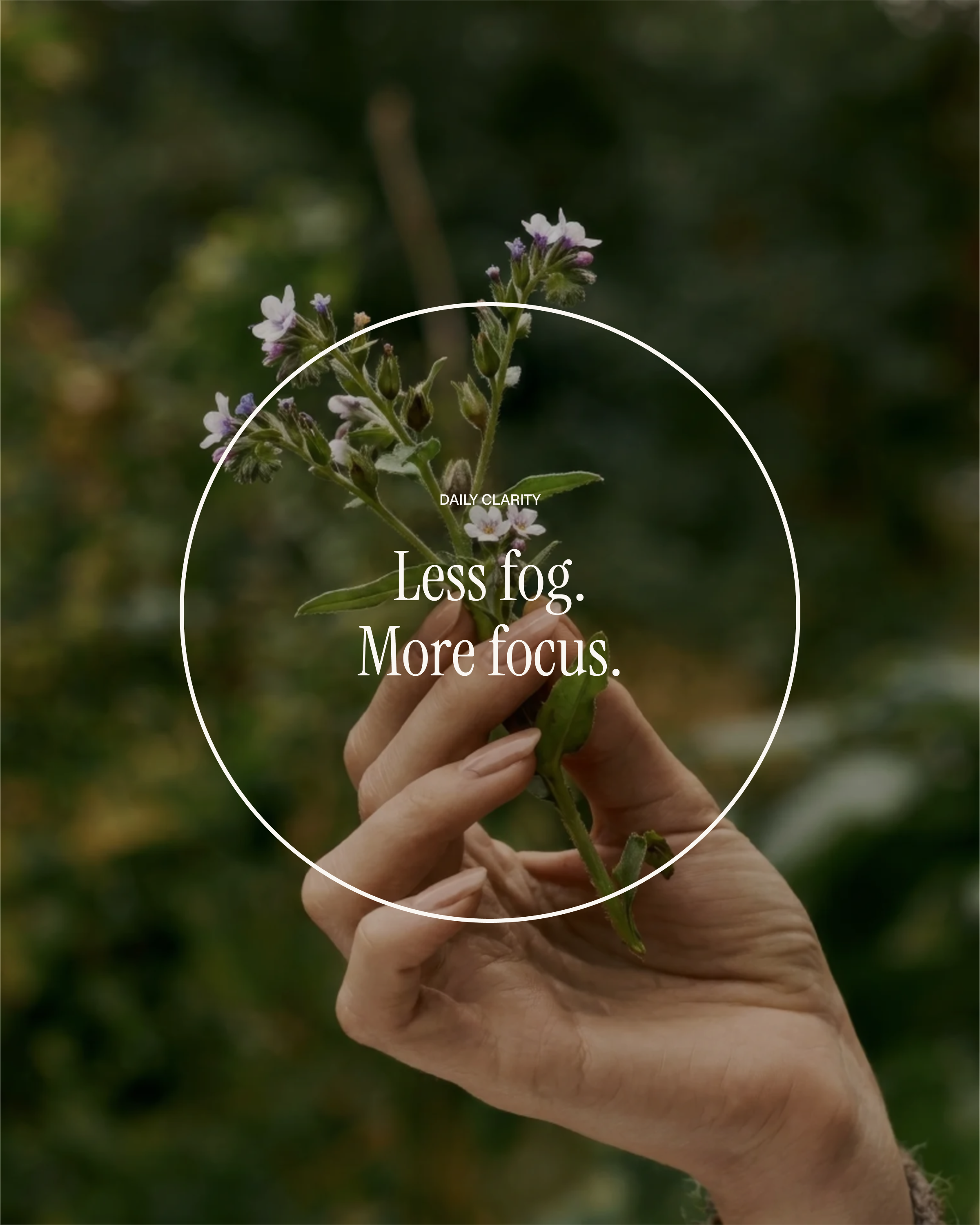 Hand holding a delicate sprig of small purple AhiFlower blooms in soft natural light, overlay "DAILY CLARITY — Less fog. More focus."