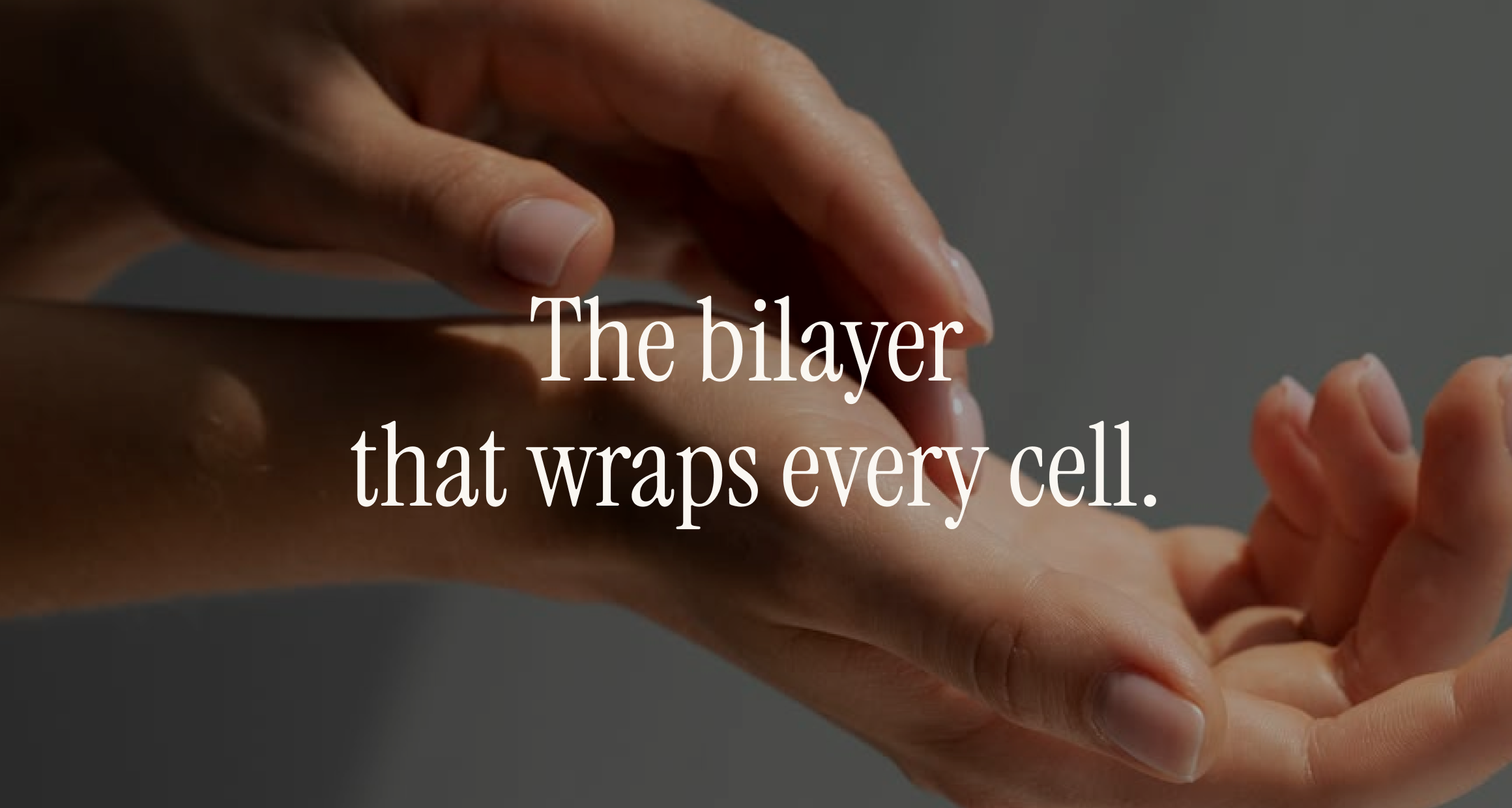 Two hands gently meeting in soft window light, overlay "The bilayer that wraps every cell." — membrane structure pillar.
