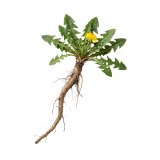 Dandelion plant with flower and taproot — organic fermented ingredient in Drainage Enhancer.