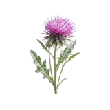 Milk thistle plant in bloom — organic fermented ingredient in Drainage Enhancer.