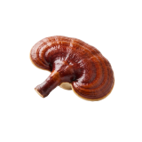 Reishi mushroom — organic fermented ingredient in Drainage Enhancer.