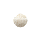 Whole white Lion's Mane mushroom — gut-brain mushroom in Gut Enhancer.