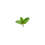 Fresh peppermint leaf sprig — digestive comfort ingredient in Gut Enhancer.