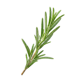 Fresh rosemary sprig — fermented form in Inflam R4 for rosmarinic and carnosic acid.