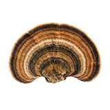 Turkey Tail mushroom — immune-modulating C³ ingredient in Inflam R4.