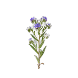 AhiFlower (Buglossoides arvensis) blooms — plant-based SDA omega-3 source in Membrane R2.