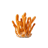 Orange cordyceps fruitbody mushrooms — whole-fruitbody extract for cellular energy in Membrane R2.