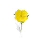 Yellow evening primrose flower — natural GLA source for the PGE1 pathway in Membrane R2.