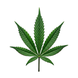 Fresh hemp leaf — full-spectrum extract for cannabinoid receptor signaling in Membrane R2.