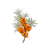 Sea buckthorn berries on a branch — rare four-omega plant source in Membrane R2.