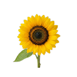 Organic sunflower seed oil — membrane-friendly carrier oil and source of sunflower lecithin in Membrane R2.