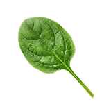 L-5-MTHF (methylated folate) — bioactive methylation form in Mito-Methylator.