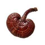 Reishi mushroom — primary adaptogenic mushroom in Mito-Methylator's C³ blend.